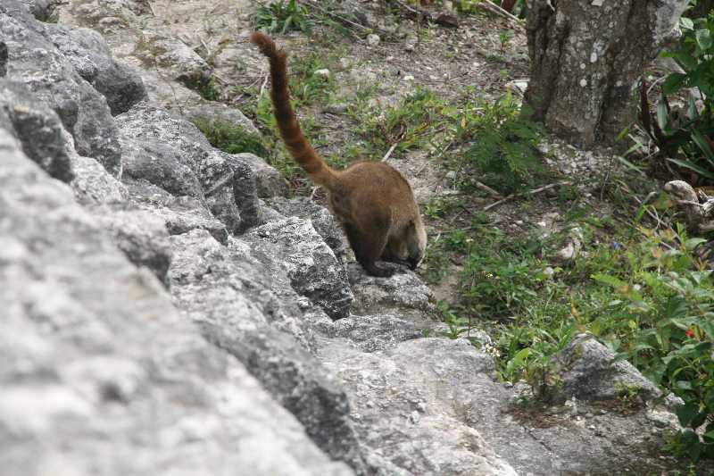 Mexico & Guatemala 2010 - 1074